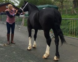 Pferd Cwmtynant Saint William (Welsh-Cob (Sek. D), 2011, von Ffoslas Saint David)