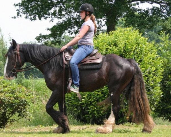 dressage horse Cally (Tinker / Irish Cob / Gypsy Vanner, 2011)