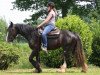 dressage horse Cally (Tinker / Irish Cob / Gypsy Vanner, 2011)