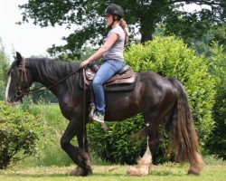 Dressurpferd Cally (Tinker / Irish Cob / Gypsy Vanner, 2011)