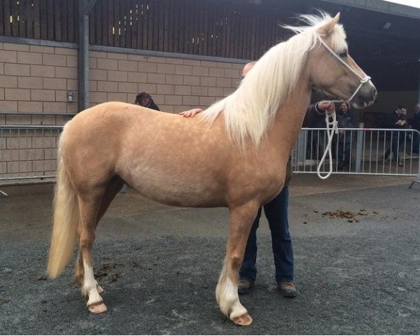 Pferd Conygar Melody (Welsh-Cob (Sek. D), 2011, von Nanteglwys Talisman)