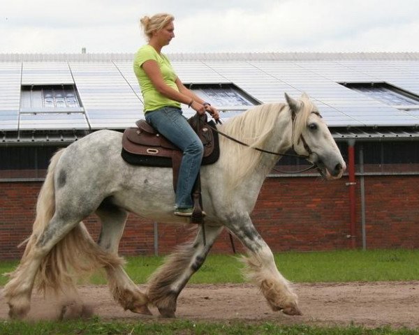 Springpferd David (Tinker / Irish Cob / Gypsy Vanner, 2010)