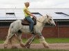 Springpferd David (Tinker / Irish Cob / Gypsy Vanner, 2010)