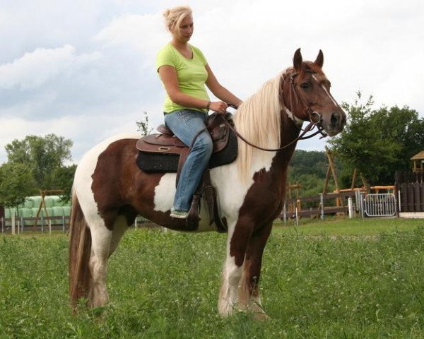 dressage horse Pretty Girl (Tinker / Irish Cob / Gypsy Vanner, 2008)