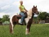 Dressurpferd Pretty Girl (Tinker / Irish Cob / Gypsy Vanner, 2008)