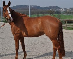 Springpferd Willow (Hannoveraner, 2007, von Worldly I)