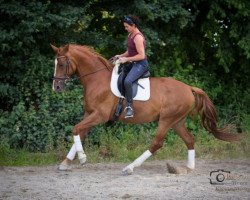 dressage horse Kitano (Württemberger, 2007, from Köpenick)