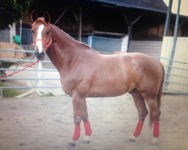 dressage horse Henry (Belgian Warmblood, 2006)