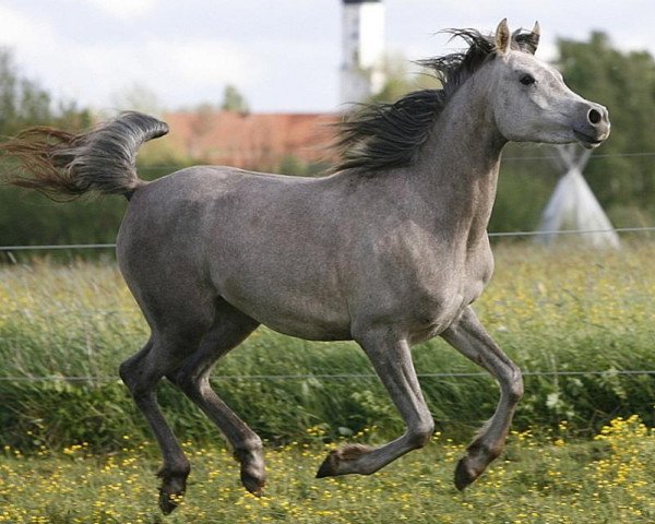 Pferd Beyhira Bint Shy (Vollblutaraber, 2012, von Bey Shy ox)