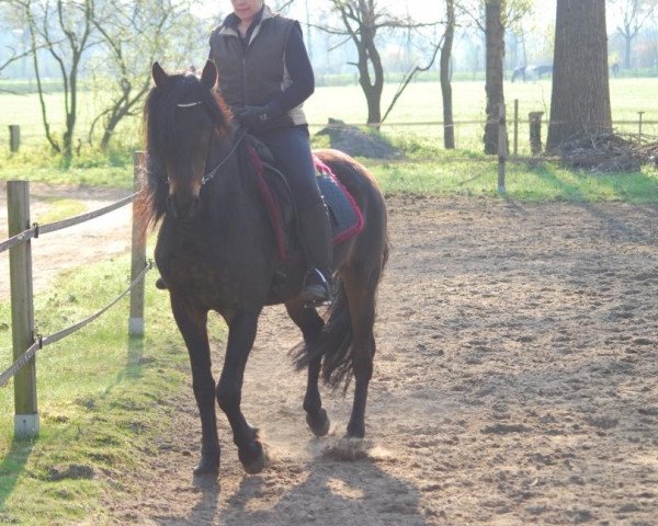 jumper Godino (Pura Raza Espanola (PRE), 2001)