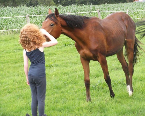 broodmare Germanys Casinolady (Oldenburg, 2013, from Casino Berlin OLD)