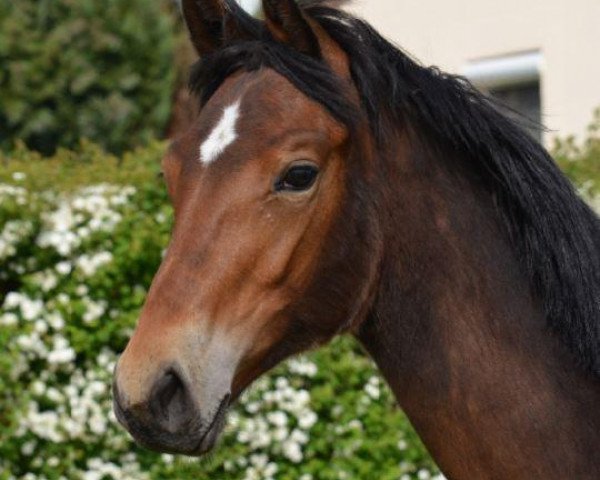 horse Stute von Chacomo (Mecklenburg, 2013)