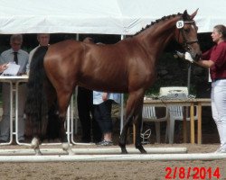 jumper Lavinia (German Sport Horse, 2011, from Laspari)