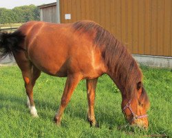 dressage horse Littlefoot (Freiberger, 2009)