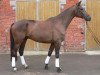 dressage horse Luis 97 (Pony without race description, 2009)