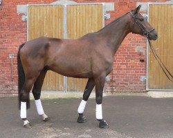 dressage horse Luis 97 (Pony without race description, 2009)