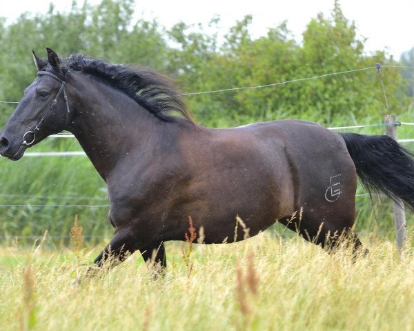 horse Pura Raza Espanola (PRE) (Pura Raza Espanola (PRE), 2006, from Feldespato)