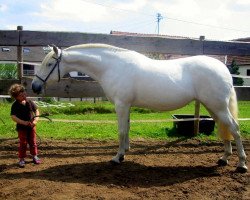 broodmare Xicara (Lusitano, 2003, from oriolos)