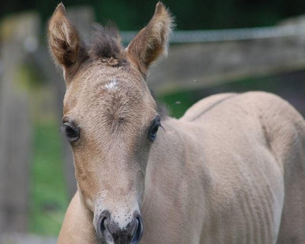 Pferd Minime Josy (Quarter Horse, 2014, von HH Silvermoon Cody)