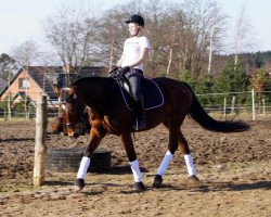 jumper Mirelle II S (Polish Warmblood, 2009, from Izander)