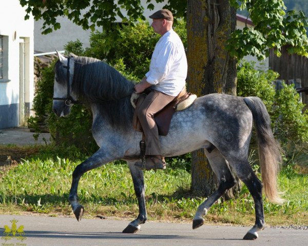 horse Andalusier (Andalusier, 2008)