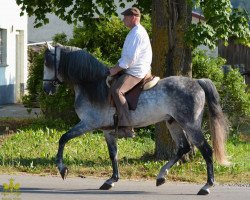 Pferd Andalusier (Andalusier, 2008)