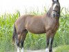 Dressurpferd Mollify Britania (Welsh-Cob (Sek. D), 2009, von H-S Hot Playboy)