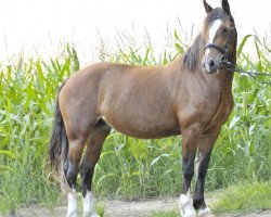 dressage horse Mollify Britania (Welsh-Cob (Sek. D), 2009, from H-S Hot Playboy)