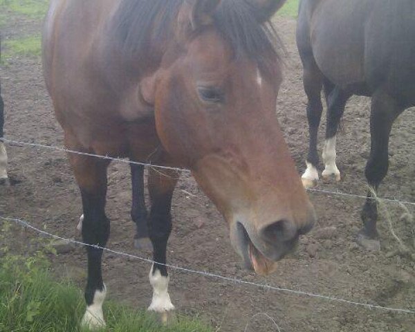 jumper Goldika (Hanoverian, 2003)