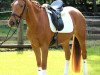 dressage horse Feengold (Hanoverian, 2010)