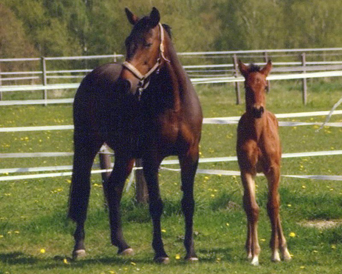 Zuchtstute Frizzi (Hannoveraner, 1998, von Fabriano)