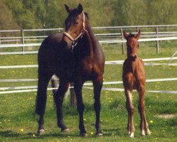 broodmare Frizzi (Hanoverian, 1998, from Fabriano)