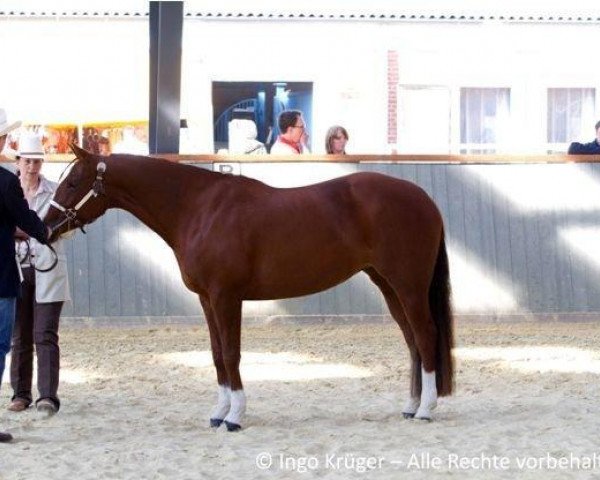 Pferd Peppy's Roselena (Quarter Horse, 2004, von Perfect Little Peppy)