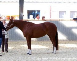 Pferd Peppy's Roselena (Quarter Horse, 2004, von Perfect Little Peppy)