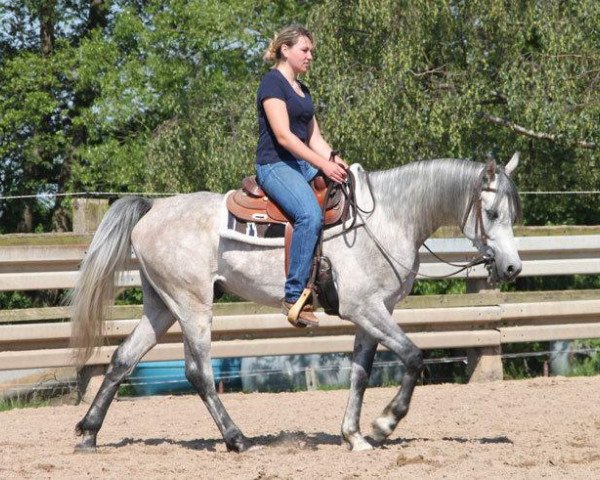 horse Emster ox (Arabian thoroughbred, 2010, from Pegasus 2003 ox)