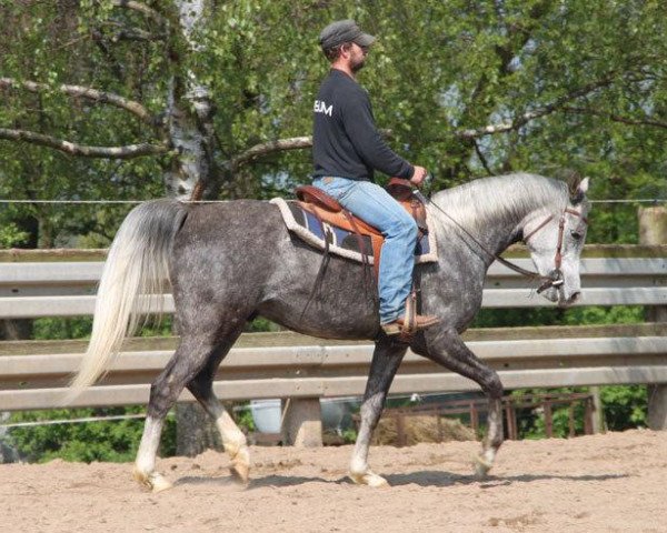 dressage horse Einhorn (Arabian thoroughbred, 2009)