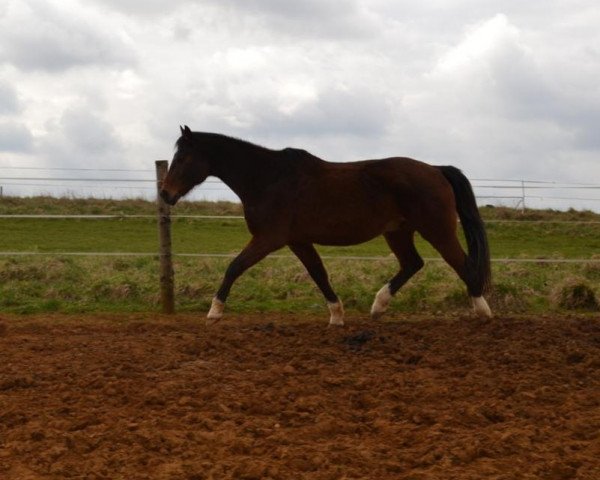 jumper Wotan (Württemberger, 1998)