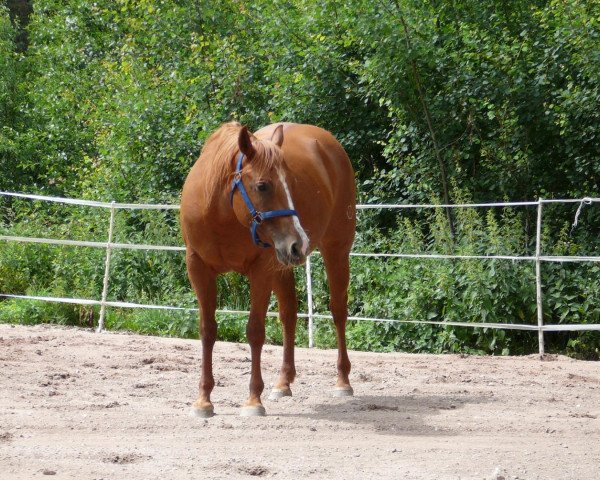 Zuchtstute Trodis Nic (Quarter Horse, 1999, von Boomernic)