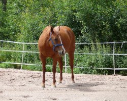 broodmare Trodis Nic (Quarter Horse, 1999, from Boomernic)