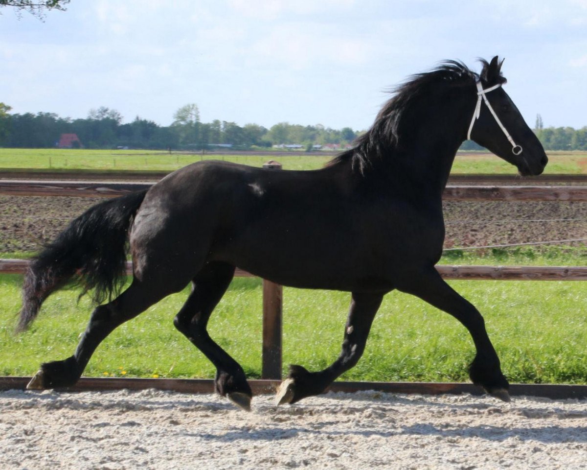 dressage horse Frieda (Friese, 2009)