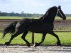 dressage horse Frieda (Friese, 2009)