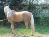 dressage horse Don Juan (Andalusier, 2008)