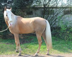 dressage horse Don Juan (Andalusier, 2008)