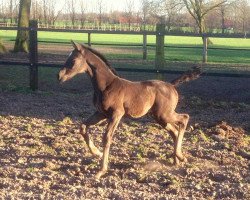 broodmare Dori (Hanoverian, 2014, from Don Index)