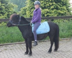 Zuchtstute Shetland Damee (Shetland Pony, 2003, von Welsh Pageant xx)