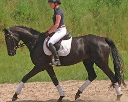 jumper Kiwara (German Sport Horse, 2009, from Donauklang)