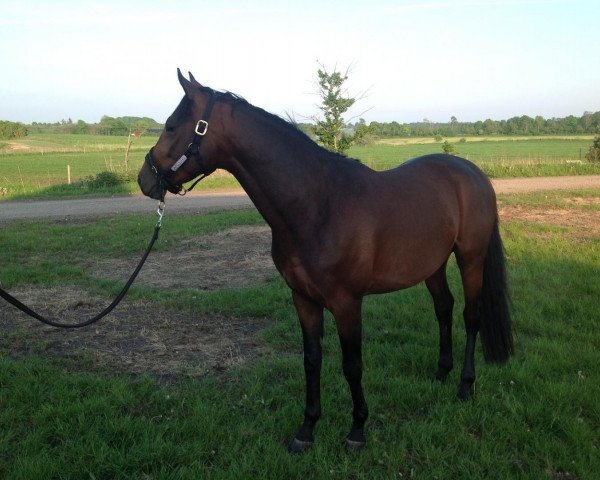 Pferd Trakehner (Trakehner, 2010)