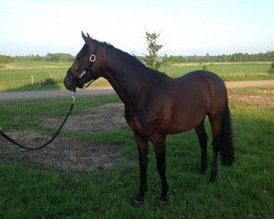 Pferd Trakehner (Trakehner, 2010)