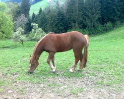 dressage horse Lucy (Freiberger, 2012)