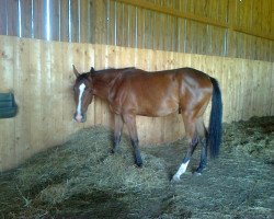 Pferd Lyonel CH (Schweizer Warmblut, 2012, von Ladirio von Hof)